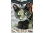 Adopt Gracie a Domestic Shorthair / Mixed (short coat) cat in Douglasville