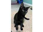 Adopt Bingo a All Black Bombay / Mixed cat in Oxford, MS (38906807)