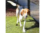 Adopt Mace a Tricolor (Tan/Brown & Black & White) Hound (Unknown Type) / Mixed