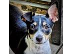 Adopt Dahlia (WI) a Tricolor (Tan/Brown & Black & White) Rat Terrier / Mixed dog
