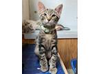 Adopt Lentigo a Domestic Shorthair / Mixed cat in Colorado Springs