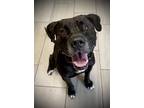 Adopt Tyrone a Black American Pit Bull Terrier / Mixed dog in Daytona Beach