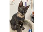 Adopt Kissie & Winona a Tortoiseshell Domestic Shorthair / Mixed (short coat)