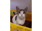 Adopt Duchess a Domestic Shorthair / Mixed (short coat) cat in Fremont