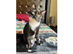 Adopt Bruce 4071 a Domestic Shorthair / Mixed cat in Vista, CA (38699341)