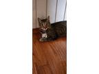 Adopt Wasabi 4086 a Domestic Shorthair / Mixed cat in Vista, CA (38887150)