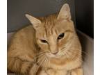 Adopt Tropicana a Orange or Red Tabby Domestic Shorthair (short coat) cat in