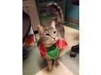 Adopt Queen Clarion a Domestic Shorthair / Mixed cat in Escondido, CA (38710966)