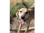 Adopt Mason a Labrador Retriever / Mixed Breed (Medium) / Mixed dog in Duncan