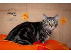 Adopt Diddy Kong a Domestic Shorthair / Mixed cat in Salt Lake City