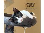 Adopt Maggie a Domestic Shorthair / Mixed (short coat) cat in Spring