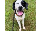 Adopt Jayco a Hound (Unknown Type) / Mixed dog in Rocky Mount, VA (38853052)