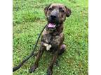 Adopt Buddee a Hound (Unknown Type) / Labrador Retriever / Mixed dog in Rocky