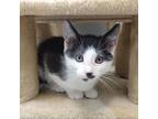 Adopt Dora a Domestic Shorthair / Mixed cat in Pleasant Hill, CA (38750746)