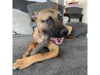 Adopt Chloe a Brown/Chocolate Black Mouth Cur / Boxer / Mixed dog in Fairfax