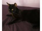 Adopt Binks a All Black Domestic Shorthair / Mixed cat in Battle Ground