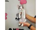 Adopt Caper a Gray or Blue American Shorthair / Mixed cat in Milton