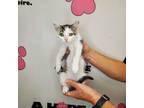 Adopt Carrot a Brown or Chocolate American Shorthair / Mixed cat in Milton