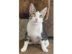 Adopt Shenandoah a Brown Tabby Domestic Shorthair / Mixed (short coat) cat in