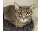 Adopt Taco Tabby a Gray, Blue or Silver Tabby Domestic Shorthair / Mixed (short