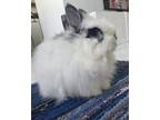 Adopt Daffodil a American / Mixed rabbit in New York, NY (38626157)