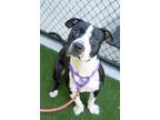 Adopt Waffle a American Staffordshire Terrier / Mixed dog in Raleigh