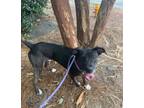 Adopt Charlie a Labrador Retriever / Mixed dog in Raleigh, NC (38764814)
