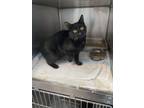 Adopt Drax a Domestic Short Hair