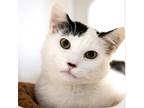 Adopt Carpe a White (Mostly) Domestic Shorthair / Mixed (short coat) cat in