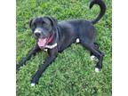 Adopt Sox a Black Mixed Breed (Large) / Mixed dog in Tulsa, OK (38779818)