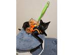 Adopt Tamari a All Black Domestic Shorthair / Mixed cat in Battle Ground