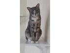 Adopt O'Brien a Gray, Blue or Silver Tabby Domestic Shorthair / Mixed (short