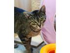 Adopt Nadia a Gray or Blue Domestic Shorthair / Domestic Shorthair / Mixed cat