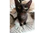 Adopt Addison a All Black Domestic Shorthair / Mixed (short coat) cat in St.