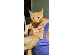 Adopt Sherbert a Orange or Red Tabby Domestic Shorthair / Mixed (short coat) cat