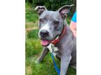 Adopt Darla a Pit Bull Terrier / Mixed dog in Concord, NH (38794076)