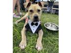 Adopt Scooter a Tan/Yellow/Fawn American Staffordshire Terrier / Mixed dog in