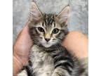 Adopt BTTF Kitten: Marty a Gray or Blue Domestic Mediumhair / Mixed cat in