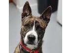 Adopt Whitley a Brindle Mixed Breed (Large) / Mixed dog in St.Jacob