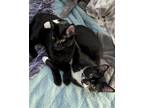 Adopt GHOST & SERRANO - Kitten sister pair a Black (Mostly) Domestic Shorthair /