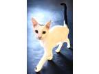 Adopt Cupid a White (Mostly) Turkish Van / Mixed (short coat) cat in Westlake