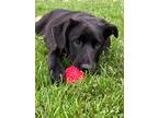Adopt STARSKY a Black Labrador Retriever dog in Westminster, CO (38877972)