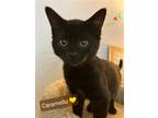 Adopt Caramello a All Black Domestic Shorthair / Mixed (short coat) cat in