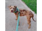 Adopt Lafonda a Brown/Chocolate Catahoula Leopard Dog / Terrier (Unknown Type