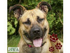 Adopt Houston a Tan/Yellow/Fawn Shepherd (Unknown Type) / Mixed dog in
