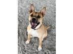 Adopt Chihiro a Brown/Chocolate Shepherd (Unknown Type) / Boxer / Mixed dog in