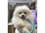 Adopt Archie a Pomeranian / Mixed dog in Matawan, NJ (38809641)