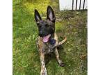 Adopt Kelly a Brindle Dutch Shepherd / Belgian Malinois / Mixed dog in