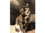Adopt Paisley a Domestic Shorthair / Mixed cat in Versailles, KY (38850813)