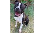 Adopt Gambler a Boxer / Pit Bull Terrier / Mixed dog in Norman, OK (38894090)